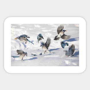 Blue Jays in the snow Sticker